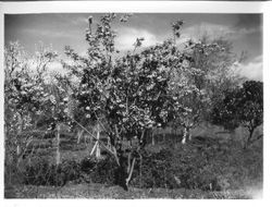 Various fruit trees in bloom at Burbank Gold Ridge Experiment Farm