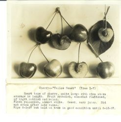 Identification of Luther Burbank cherry hybrid from the Gold Ridge Experiment Farm--"Yellow Sweet" (Tree I-7) cherries and halved cherries, ripe 6-2-1927