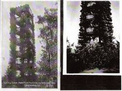 Living Tower made of four growing redwood trees--Camp Meeker, Cal