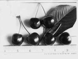 Identification of Luther Burbank cherry hybrid from the Gold Ridge Experiment Farm--six cherries (Best of 1908) with leaf and ruler below