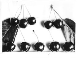 Identification of Luther Burbank cherry hybrid from the Gold Ridge Experiment Farm--single cherries (J-27) and leaves