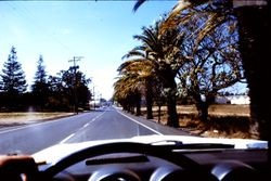Canary Island palm trees along Sebastopol Avenue (Highway 12) from near the bridge over the Laguna de Santa Rosa, 1970