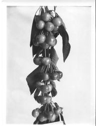 Identification of Luther Burbank cherry hybrid from the Gold Ridge Experiment Farm--cherry clusters (I-13 tree) on branch, May 27, 1931