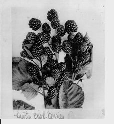 Burbank "Lawton" blackberries