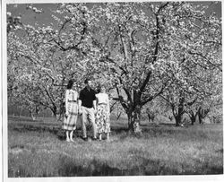 Hallberg apple orchard in bloom with a man and two women admiring the trees, 1955