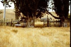 Unidentified old barn, fence and poplar tree, 1982