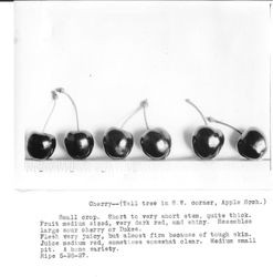 Identification of Luther Burbank cherry hybrid from the Gold Ridge Experiment Farm--single cherries (tall tree in S.W. corner, apple orchard), ripe May 28, 1927