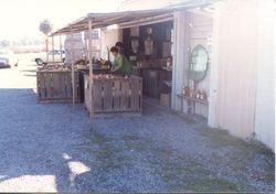 Marcia Hallberg with boxes of apples at the entrance to the Hallberg Apple Farm roadside stand, 1982