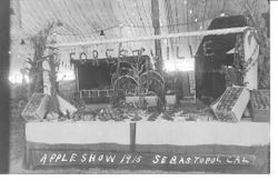 1915 Gravenstein Apple Show display by Forestville shows a display of apples in plates and boxes on a table