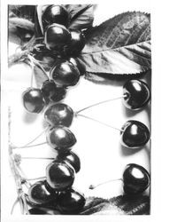 Identification of Luther Burbank cherry hybrid from the Gold Ridge Experiment Farm--cherries (M-13--West) with leaves