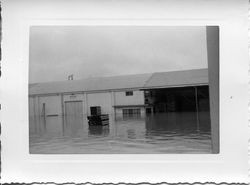 Flooded streets of east Sebastopol around the Sebastopol Road and Laguna area by the Barlow apple processing plant, 1951