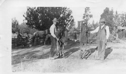 Alfred and Oscar Hallberg hold two horses on the Hallberg ranch in Graton, about 1910