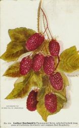 Luther Burbank's Red Raspberry