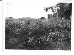 Burbank Columbines at Ignacio, California, May 12, 1931