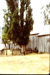 Unidentified old barn, fence and poplar tree, 1982