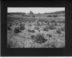 Burbank's Gold Ridge Experiment Farm with rows of poppy plants in foreground and loquat trees in background