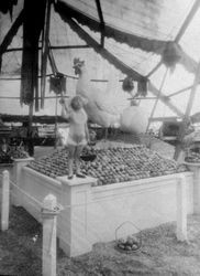 Gravenstein Apple Show display of a large chicken standing among apples