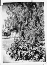 Acanthus Latifolia plant in front of the Burbank Farm cottage, about late 1920s