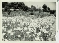 Field of Burbank Coreopsis lanceolata Sebastopol, California, May 15, 1931