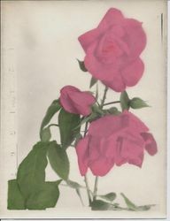 Three red roses hand colored in deep red, about 1930s