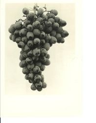 Identification of Luther Burbank grape hybrid from the Gold Ridge Experiment Farm--grapes, 1 cluster, identified as DD-8, 1930