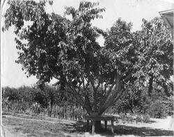 Luther Burbank's 'famous' cherry tree at his Gold Ridge Experiment Farm in Sebastopol with over 200 cherry varieties on a single tree, about 1928
