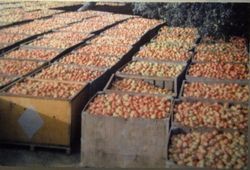 Sebastopol Apple Growers Union bins full of Gravenstein apples