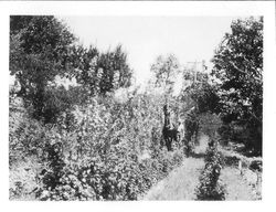 Burbank "White Blackberries" in bloom on the Gold Ridge Experiment farm, April 28, 1931