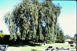 Ives Park picnic area in Sebastopol, California, 1965