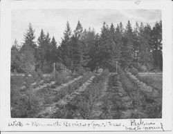 Wirts family farm in Graton on Sonoma Avenue looking north, about 1915 with Mammoth berries interplanted between Gravenstein apple trees