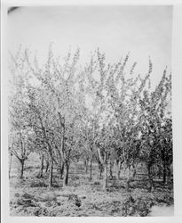 Cherry plum trees at Gold Ridge Experiment Farm in bloom, spring 1929