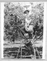 Gertrude Roberts and her young son Don Roberts on an orchard ladder picking Gravenstein apples in the Ivan and Gertrude Roberts orchard in the early 1940s