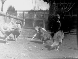 Two young children in penned chicken yard among chickens, 1930s