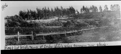 Boy's Aid Society Camp at Barlow Station, Sebastopol, about 1906