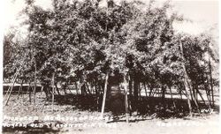 40 year old Gravenstein apple tree on Kauffman & Arnold Ranch, Sebastopol