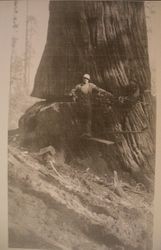 Logger stands on a spring board in Mendocino County