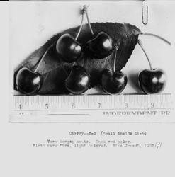 Identification of Luther Burbank cherry hybrid from the Gold Ridge Experiment Farm--six large single "Cherry--T-3" cherries with leaf behind and ruler below, June 15, 1927