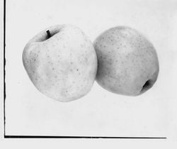 Identification of Luther Burbank apple hybrid from the Gold Ridge Experiment Farm--two Golden Delicious apples