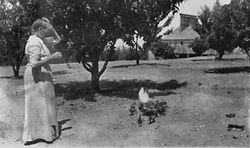 Unidentified woman with chickens near the Hallberg fruit drier in Graton, California