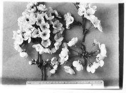 Cherry blossom bunches photographed on gray colored background with ruler at bottom