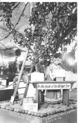 1914 Gravenstein Apple Show exhibit of "In the shade of the Old Apple Tree" has a female manikin packing a box of apples, under an apples tree with a ladder against the tree