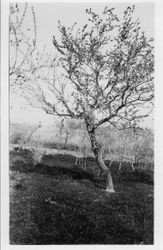 Plum tree 00-7 "Purple Leaf" at Burbank Experiment Gold Ridge Farm, March 19, 1929