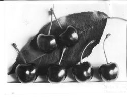 Identification of Luther Burbank cherry hybrid from the Gold Ridge Experiment Farm--six large single cherries (T3--middle limb) with leaf behind