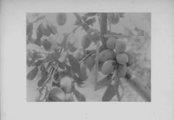 Plum branches with rulers vertical and horizontal in branch