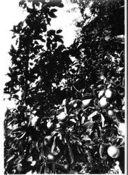 Apples of an unknown variety on tree limbs at Gold Ridge Experiment Farm