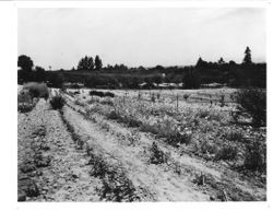 Luther Burbank's Gold Ridge Experiment Farm in Sebastopol with rows of plants in experimentation