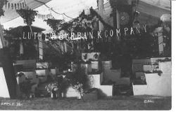 1913 Gravenstein Apple Show display of Luther Burbank