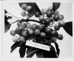 Early Light Colossal Sweet variety cherry at the Burbank Gold Ridge Experiment Farm, June, 1929