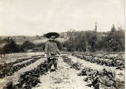 Young Roland Henry DaVall, son of Melvin and Nellie DaVall stands with a hoe in the DaVall berry fields in Sebastopol, about 1914