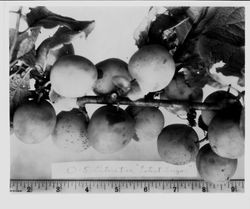 Plums on a branch with a ruler at bottom and caption, "O-5 (entire tree) "Latest Sugar," 1928
